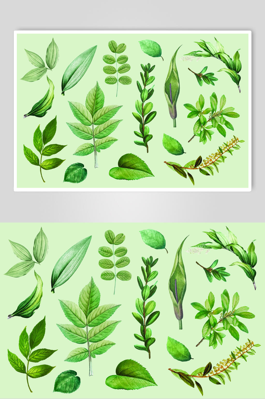 叶子植物矢量素材素材