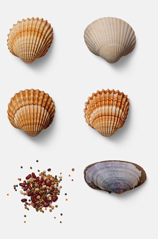 日常贝壳砂砾大自然生活带阴影物品免抠素材