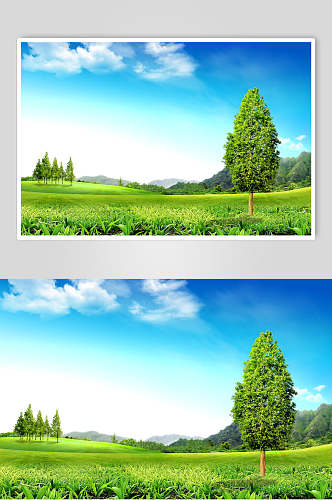 绿树蓝天风景图片