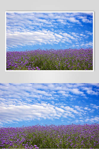 紫色蓝天风景图片