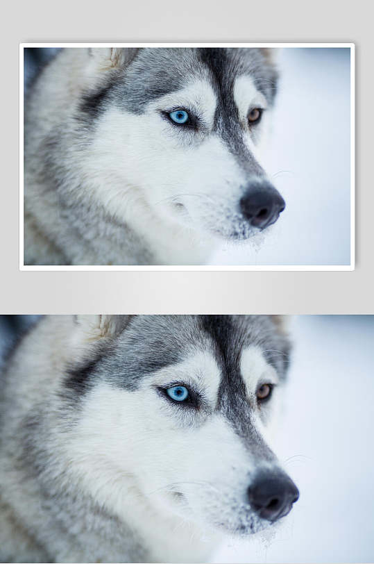 蓝色眼睛哈士奇宠物狗图片