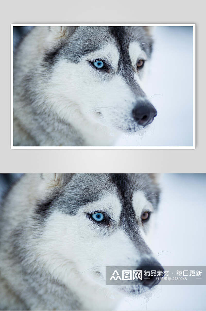 蓝色眼睛哈士奇宠物狗图片素材