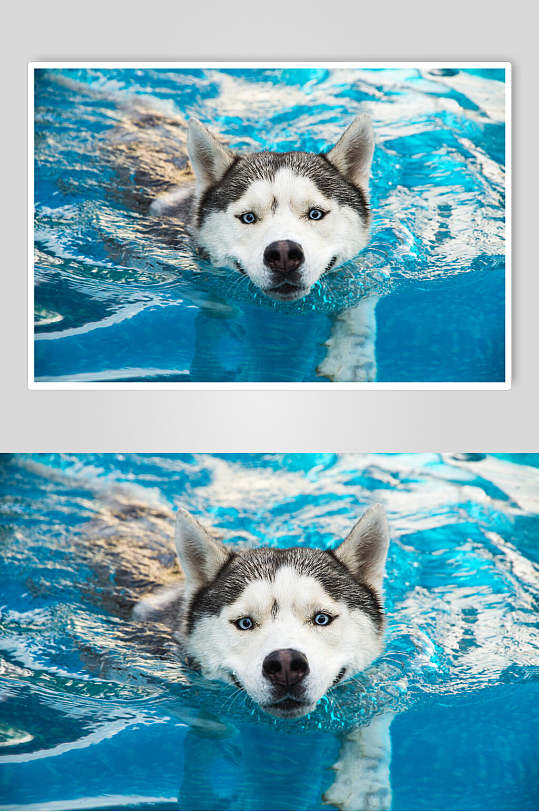 游泳哈士奇宠物狗图片