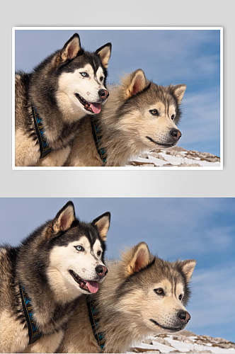 两只哈士奇宠物狗图片