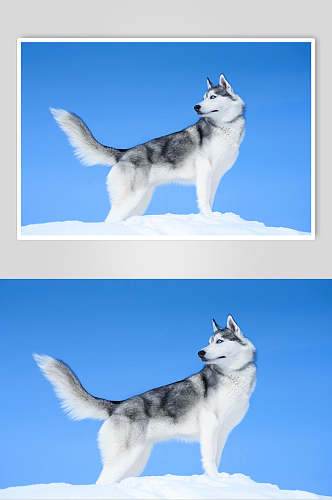 雪山上哈士奇宠物狗图片