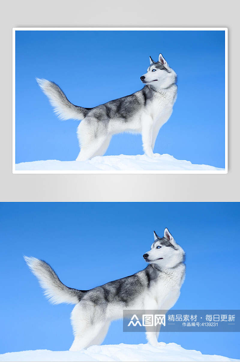 雪山上哈士奇宠物狗图片素材