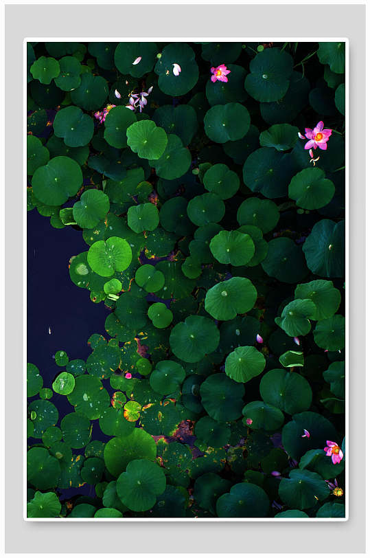 高端时尚荷叶花朵蓝绿色圣诞节背景