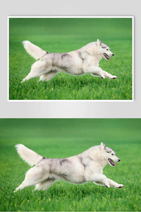 草地上的哈士奇宠物狗图片