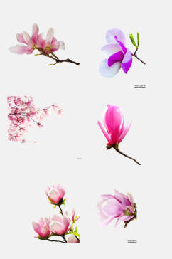 树枝粉紫色玉兰花花朵免抠素材