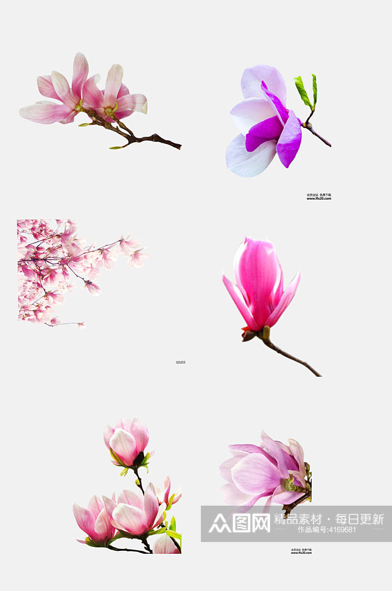 树枝粉紫色玉兰花花朵免抠素材素材