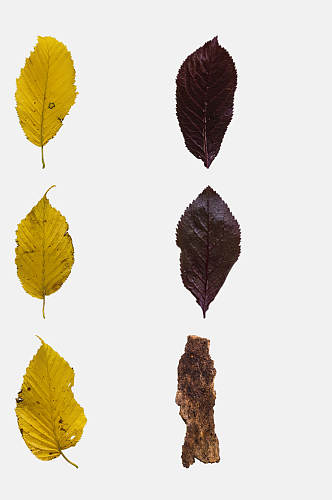 金黄色树叶树干秋季植物树木水果免抠素材
