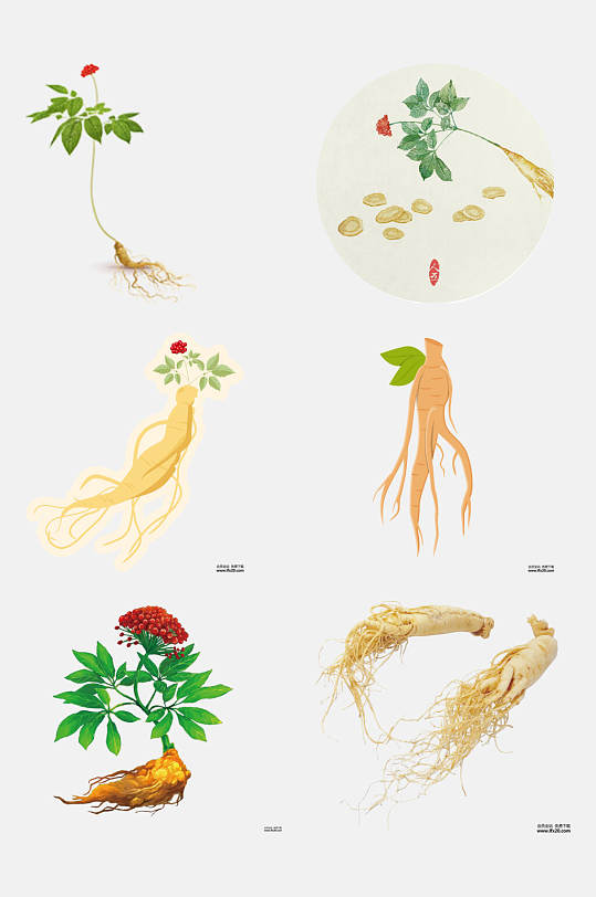 清新药材中药人参免抠素材