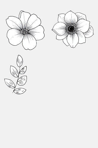 盛开的素描花卉线条插画免抠素材
