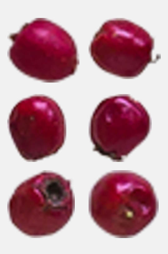 红色水果秋季植物树木水果免抠素材