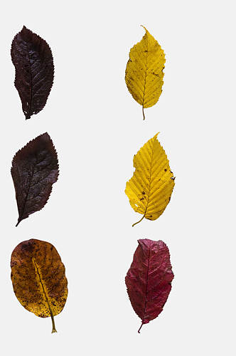 红色黄色树叶秋季植物树木水果免抠素材