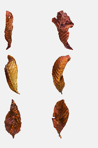 标本树叶秋季植物树木水果免抠素材