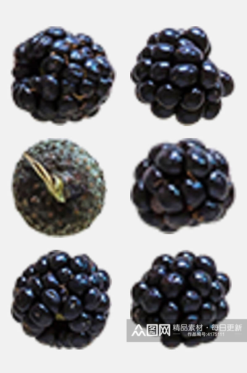 黑莓果实秋季植物树木水果免抠素材素材