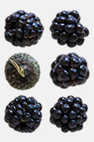 黑莓果实秋季植物树木水果免抠素材