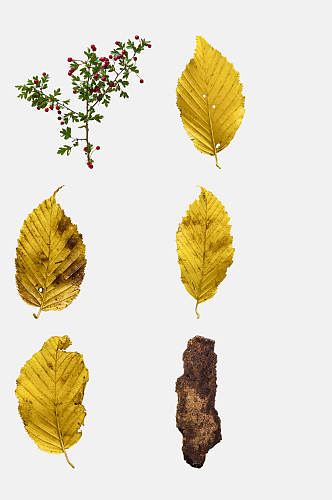山丁子金色树叶秋季植物树木水果免抠素材