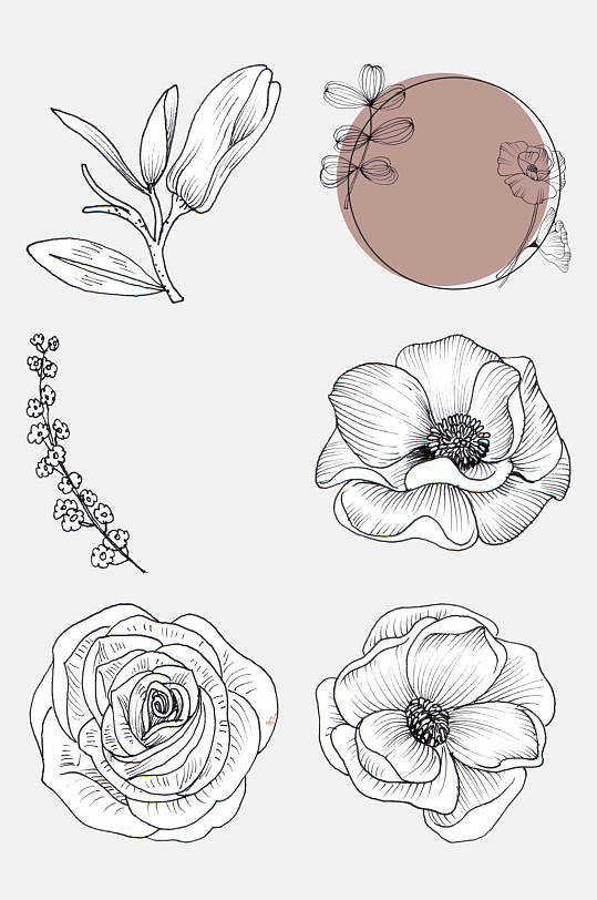 盛开的玫瑰花花卉线条插画免抠素材