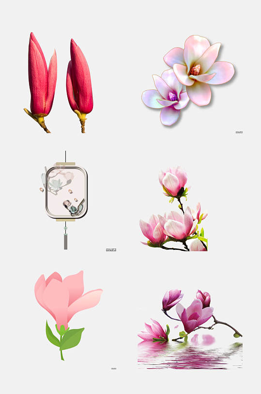 枝叶树枝粉玉兰花花朵免抠素材