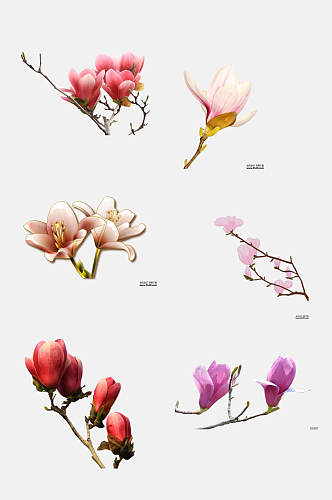 粉红色数字玉兰花花朵免抠素材