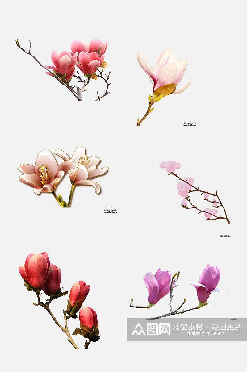 粉红色数字玉兰花花朵免抠素材素材