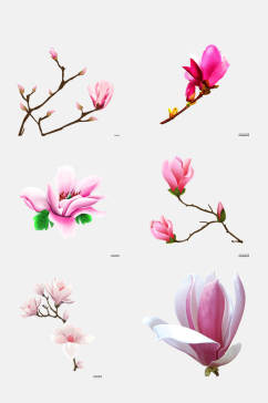 树枝粉红色玉兰花花朵免抠素材