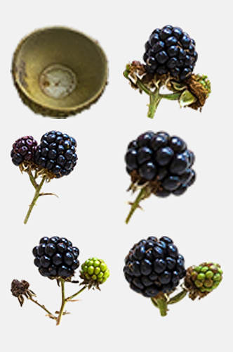 成熟黑莓果实秋季植物树木水果免抠素材