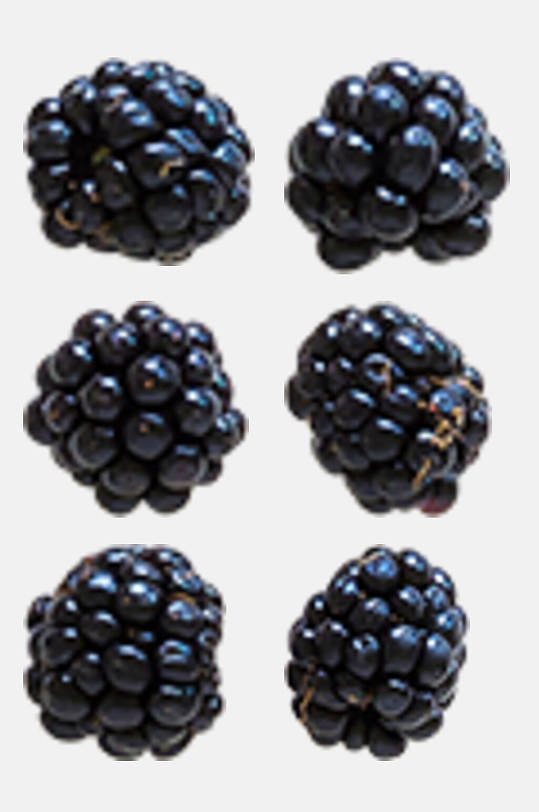 高端水果黑莓秋季植物树木水果免抠素材