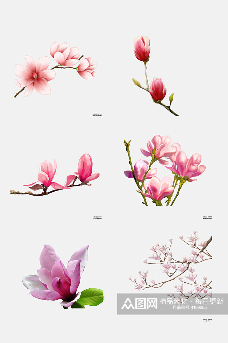 叶子树枝粉玉兰花花朵免抠素材素材
