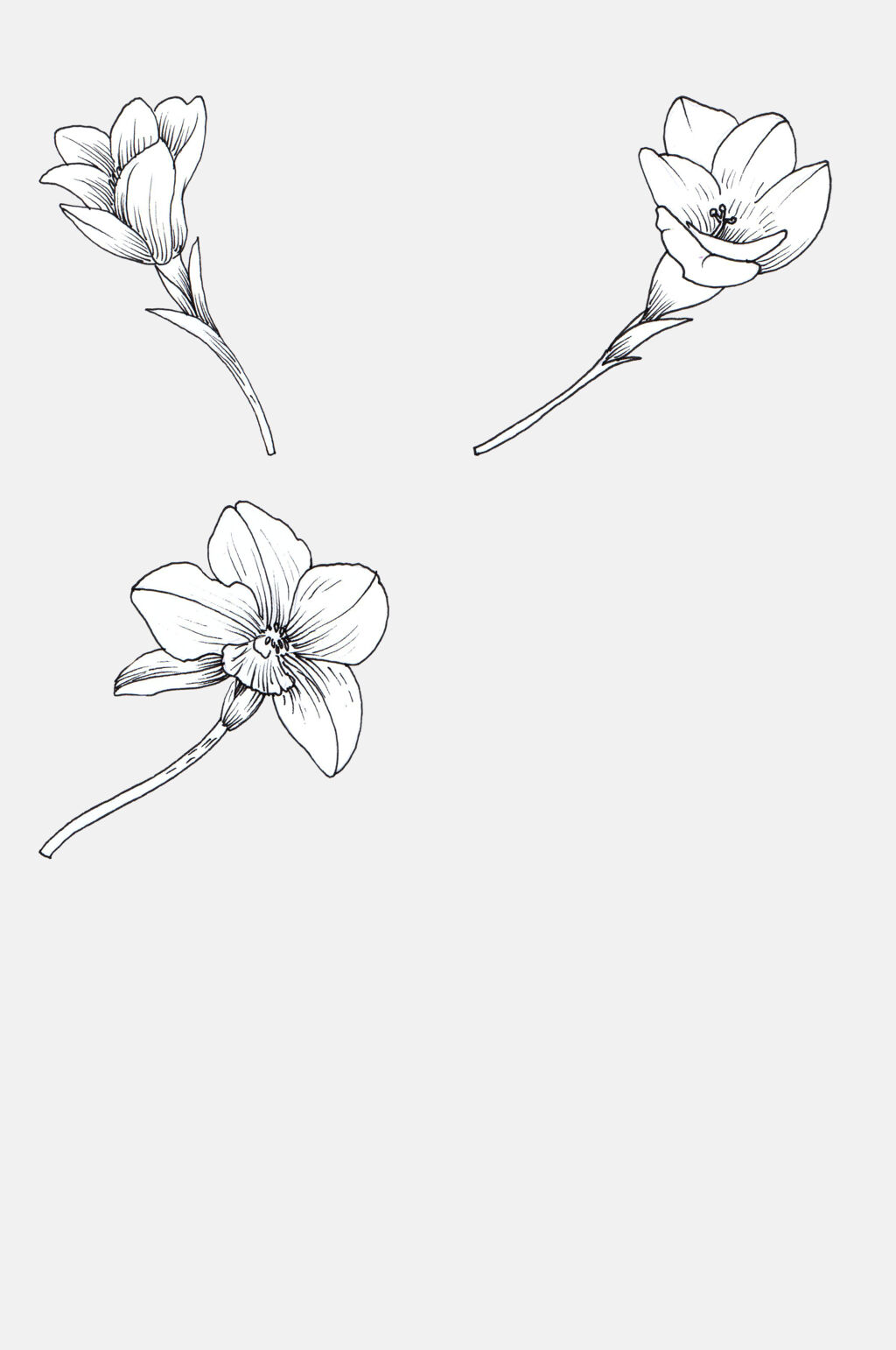 根茎黑色花卉植物插画免抠素材素材
