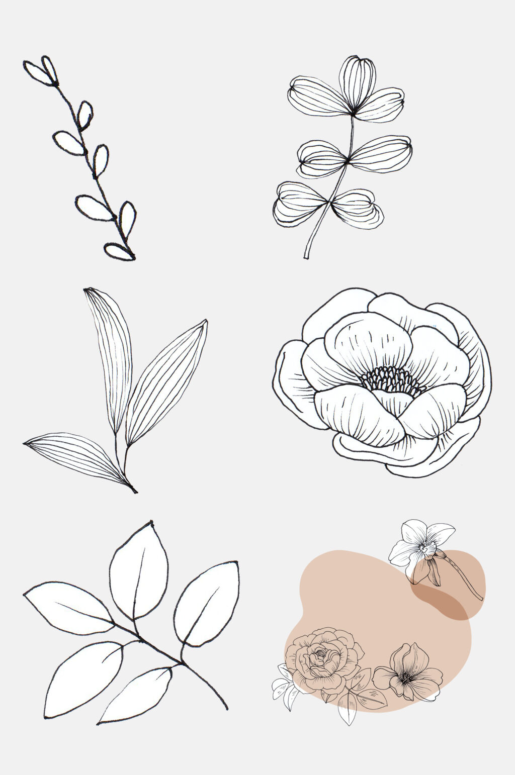 盛开的牡丹花花卉线条插画免抠素材素材