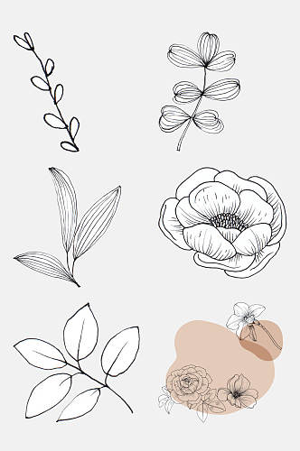 盛开的牡丹花花卉线条插画免抠素材