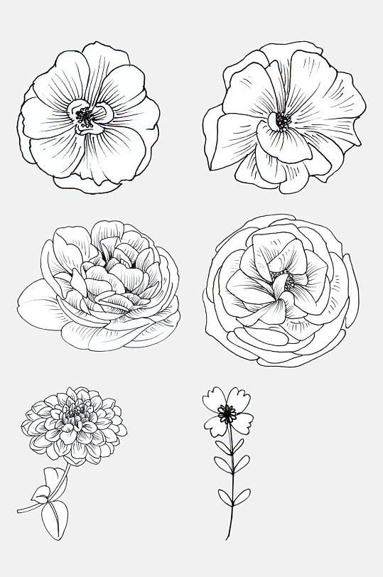 盛开的素描花卉线条插画免抠素材