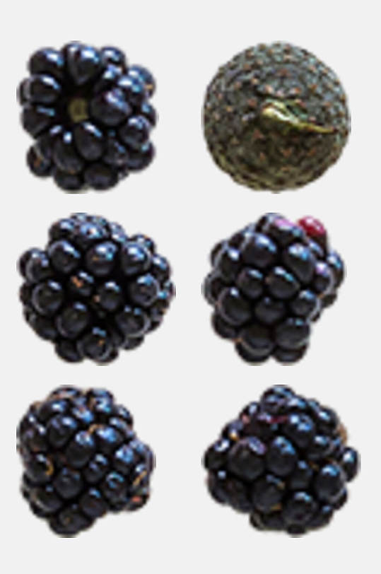 高端水果树莓秋季植物树木水果免抠素材