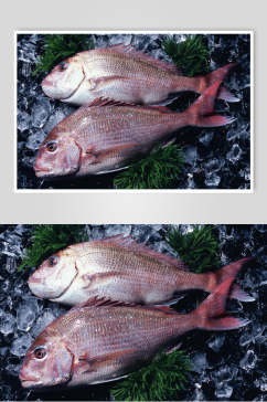 新鲜美味食物海鱼食品摄影图片