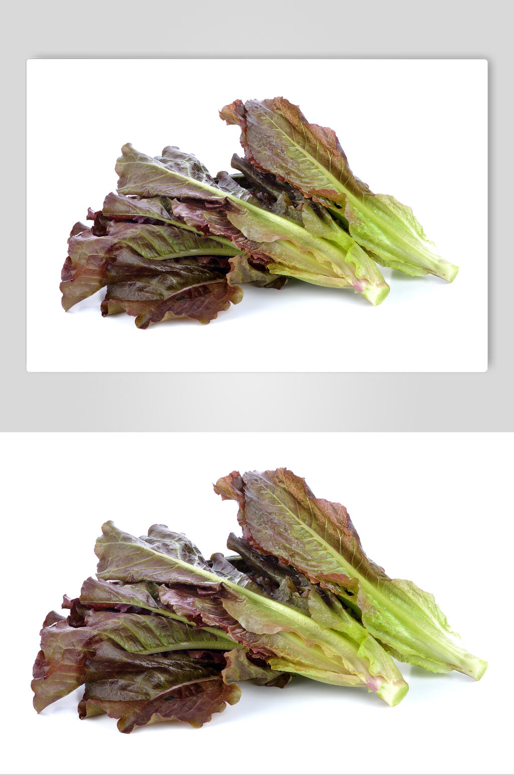 紫色油麦菜蔬菜图片素材