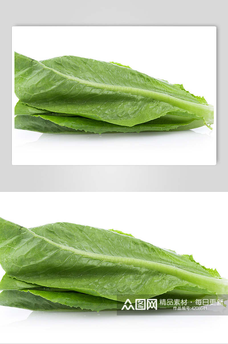 绿色油麦菜蔬菜图片素材