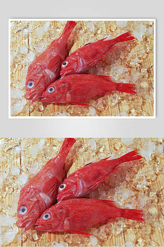 新鲜美味大眼红鱼海鲜海鱼图片