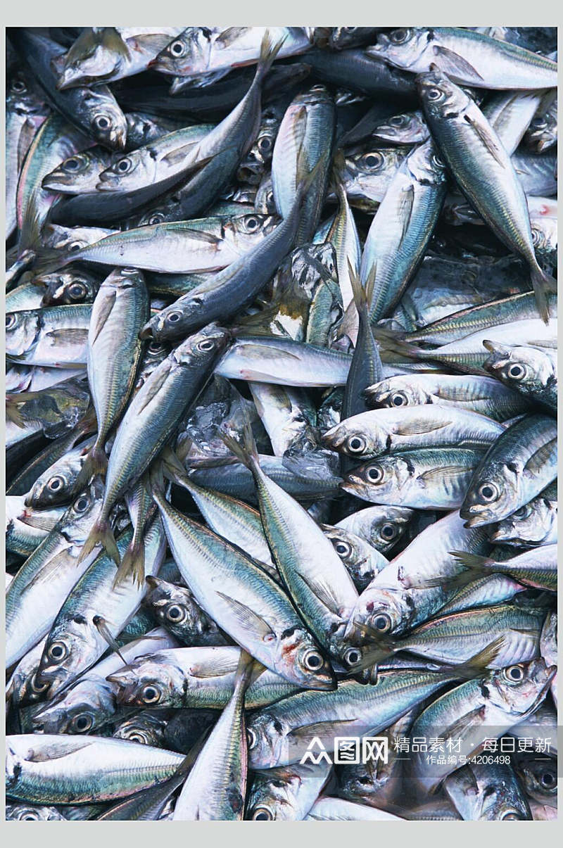 招牌新鲜海鱼食品摄影图片素材
