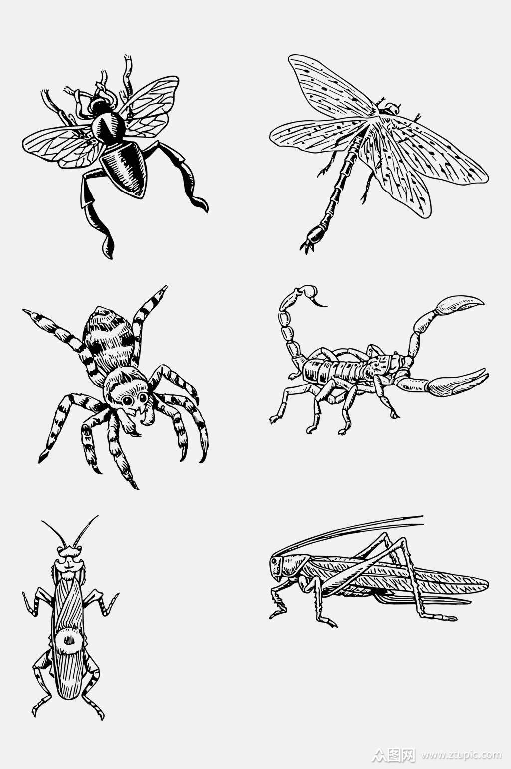 大气蜘蛛手绘线稿动物免抠素材素材