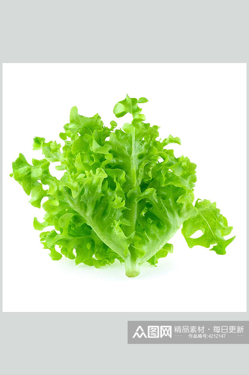 清新白底生菜蔬菜高清摄影图片素材