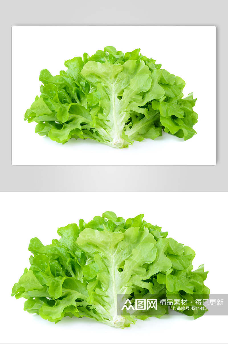 有机生菜蔬菜图片素材