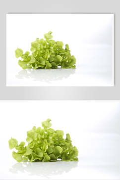 美味生菜蔬菜高清摄影图片
