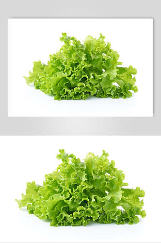 白底绿色生菜蔬菜实拍图片