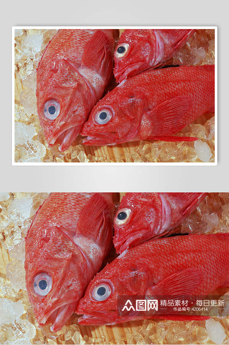 精品新鲜海鱼海鱼摄影图片素材