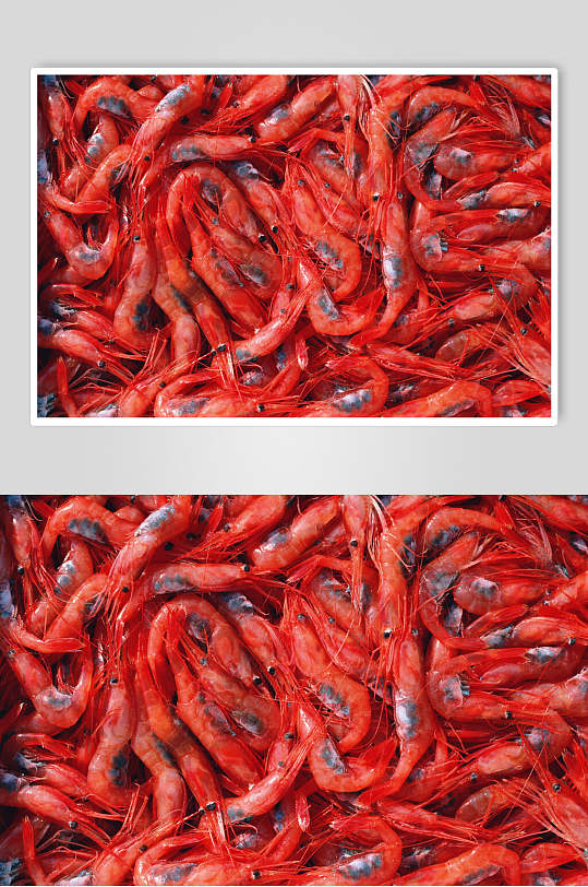 红色基围虾图片