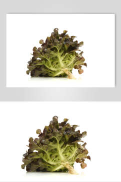 创意白底生菜蔬菜美食实拍图片