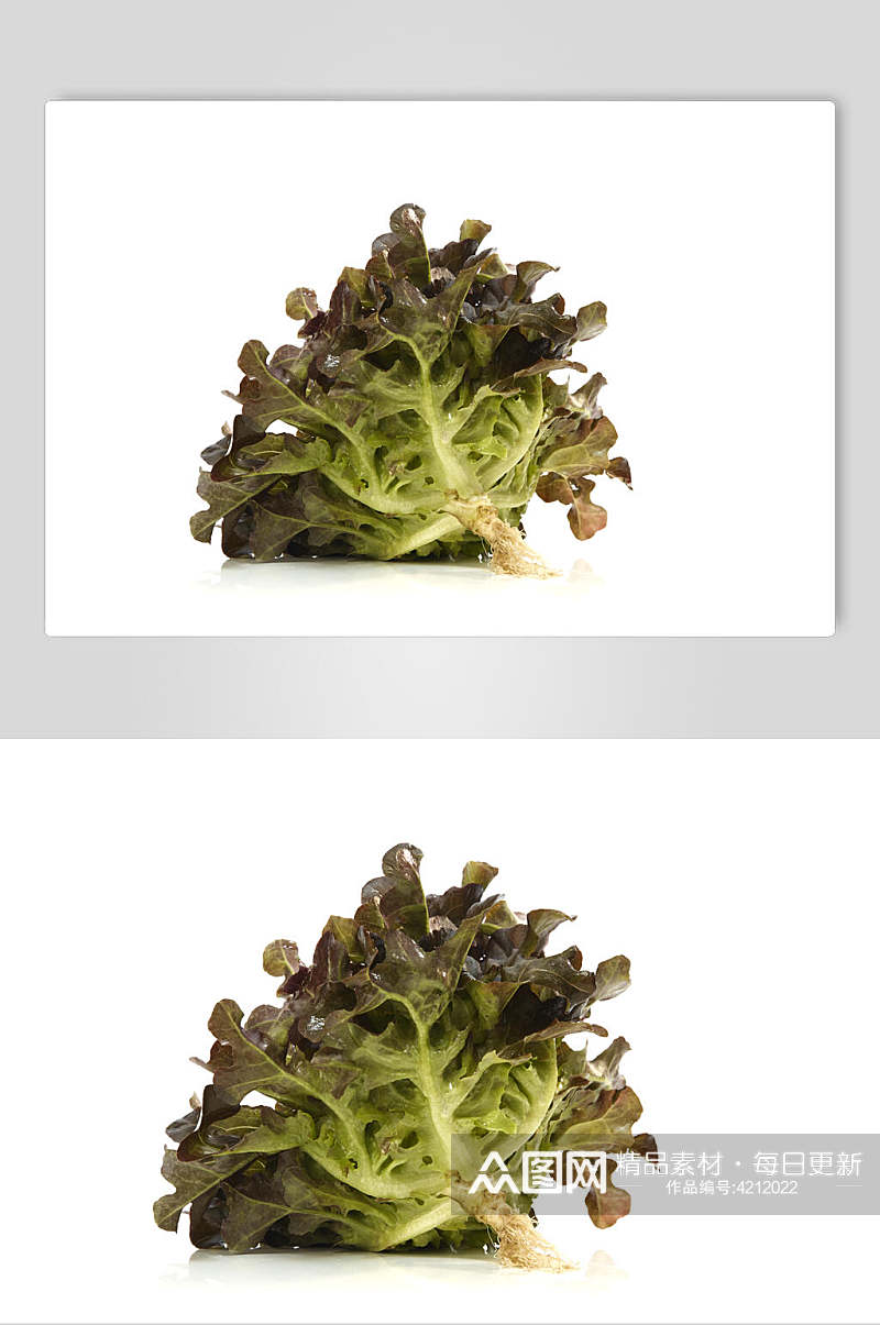 创意白底生菜蔬菜美食实拍图片素材